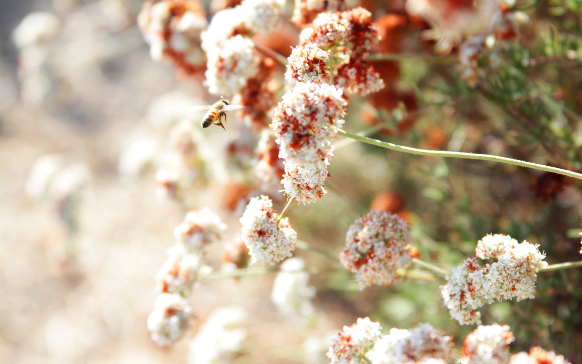 flower summer bee solar