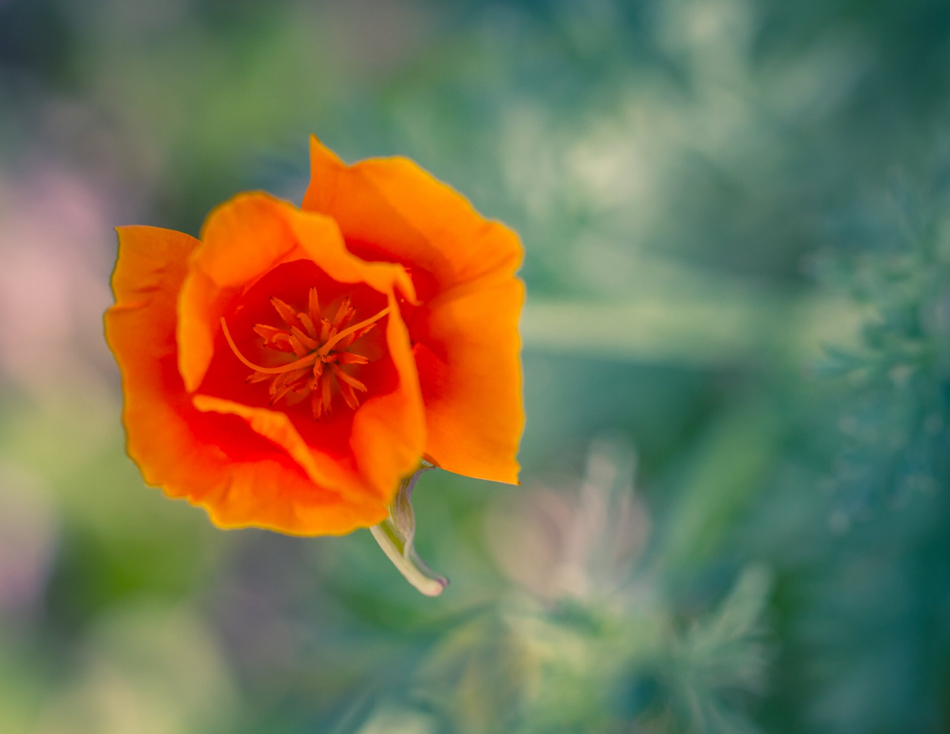 close up flower orange california poppy eshshtoltsiya