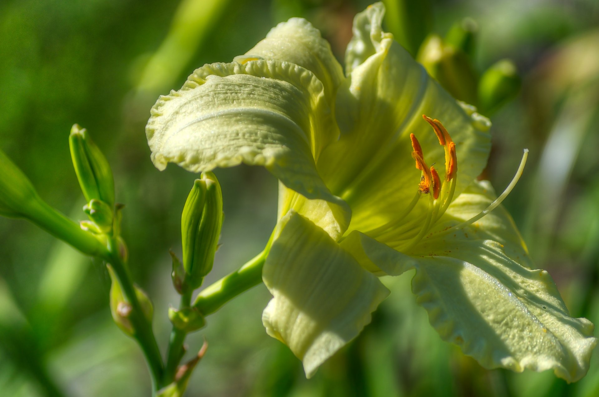 lily petals stamens buds close up