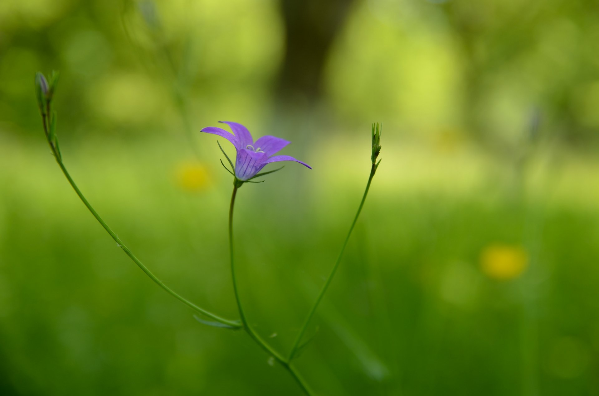 the stem flower purple background blur