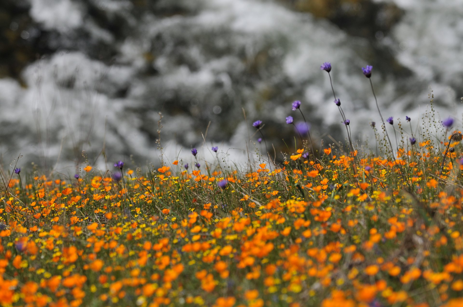 wildflowers nature flower cornflowers purple yellow