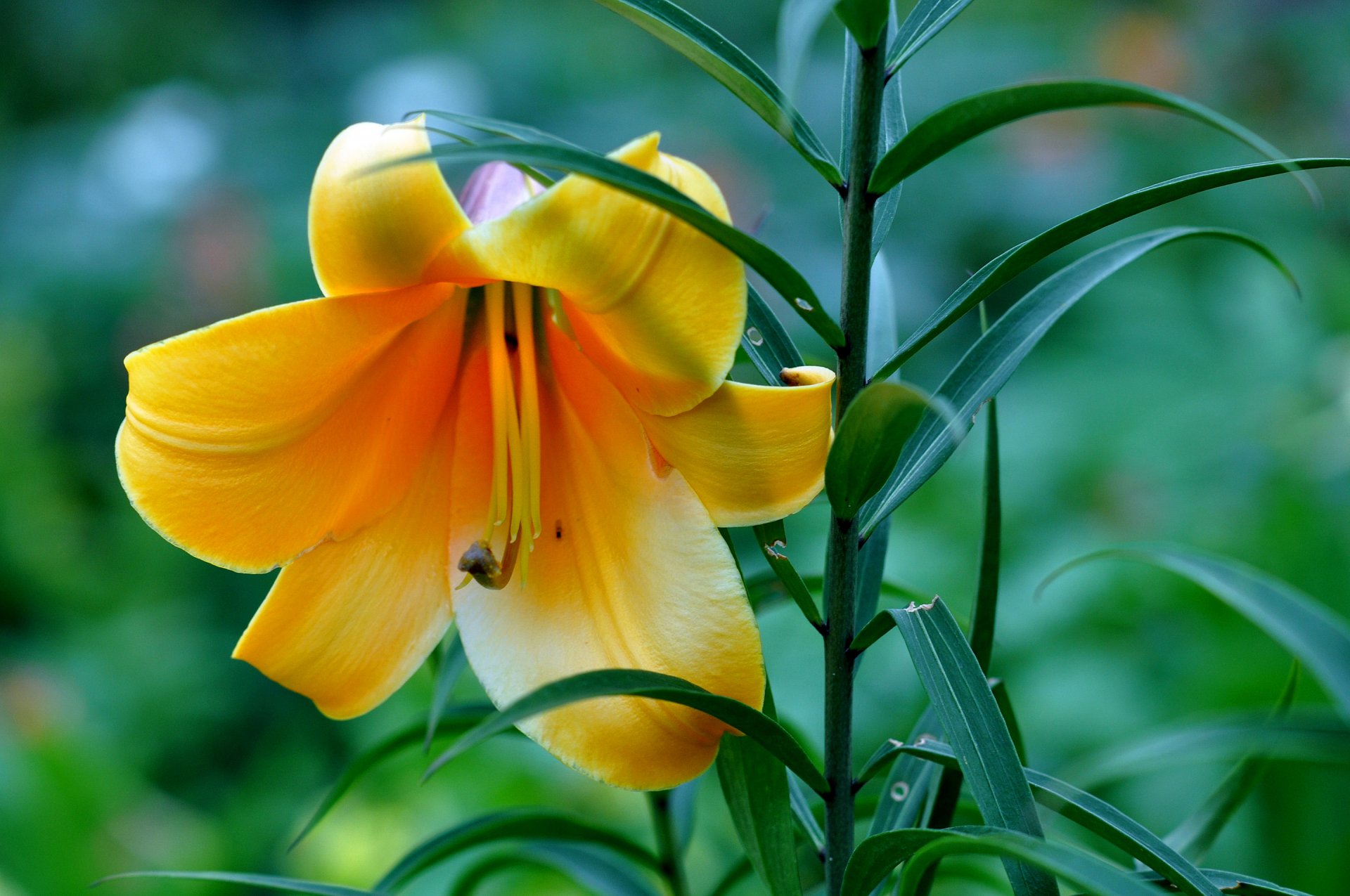 nature lily petals leaves the stem