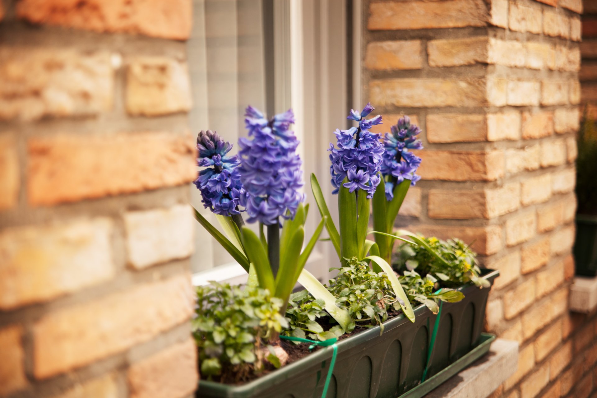 flowers hyacinth flower planters window wall
