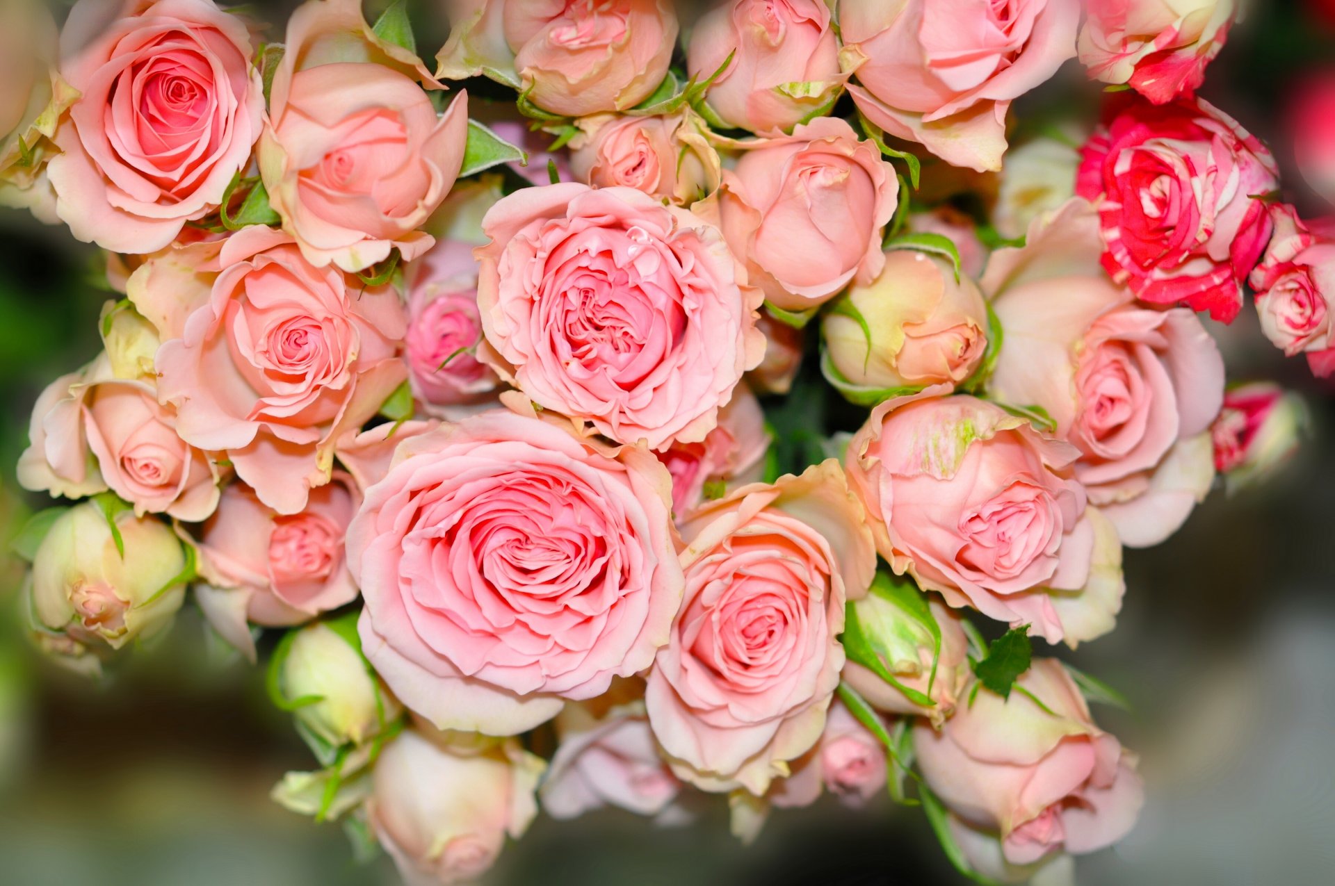 roses buds bouquet