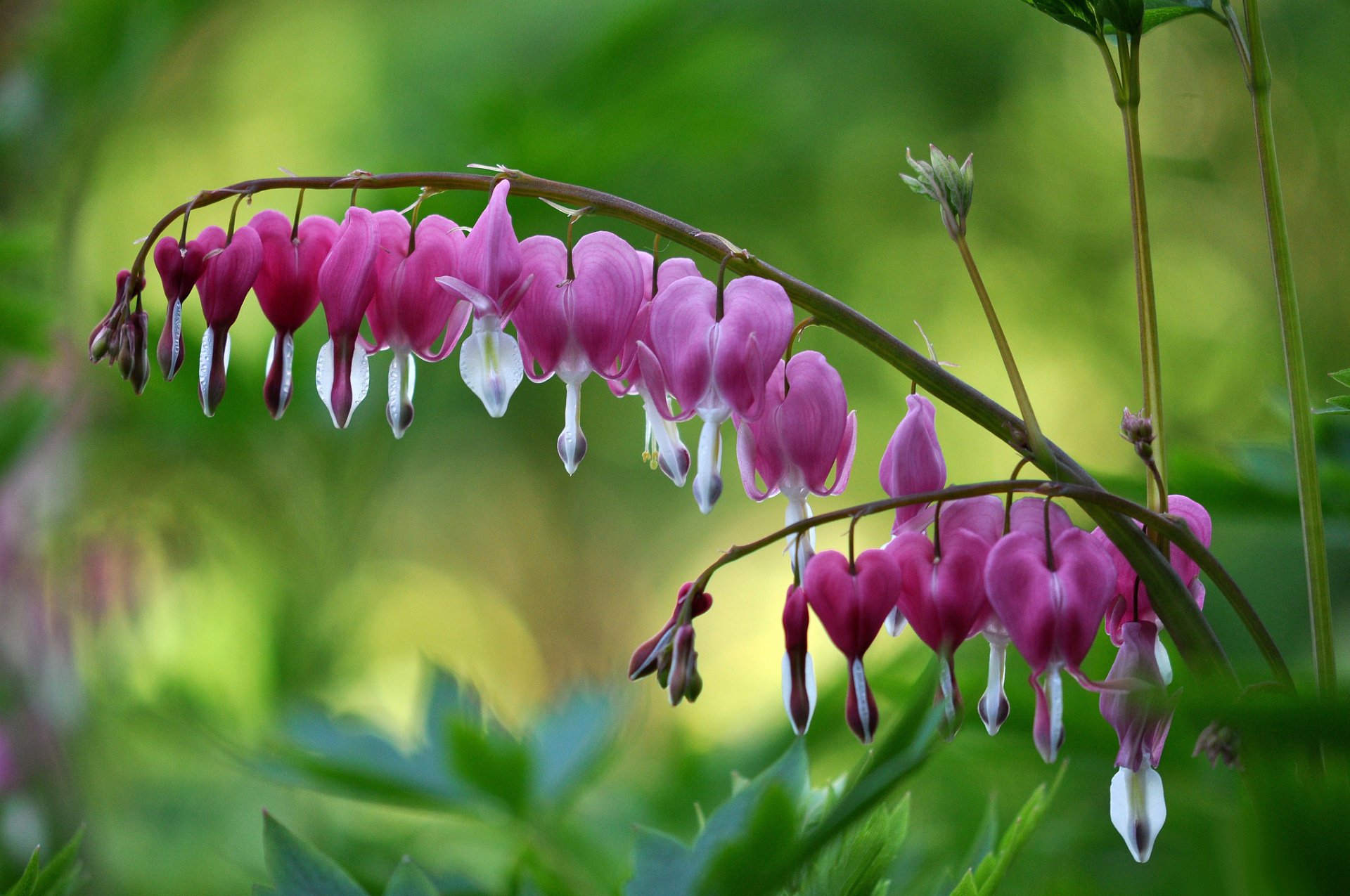 branch flower pink dicentra broken heart