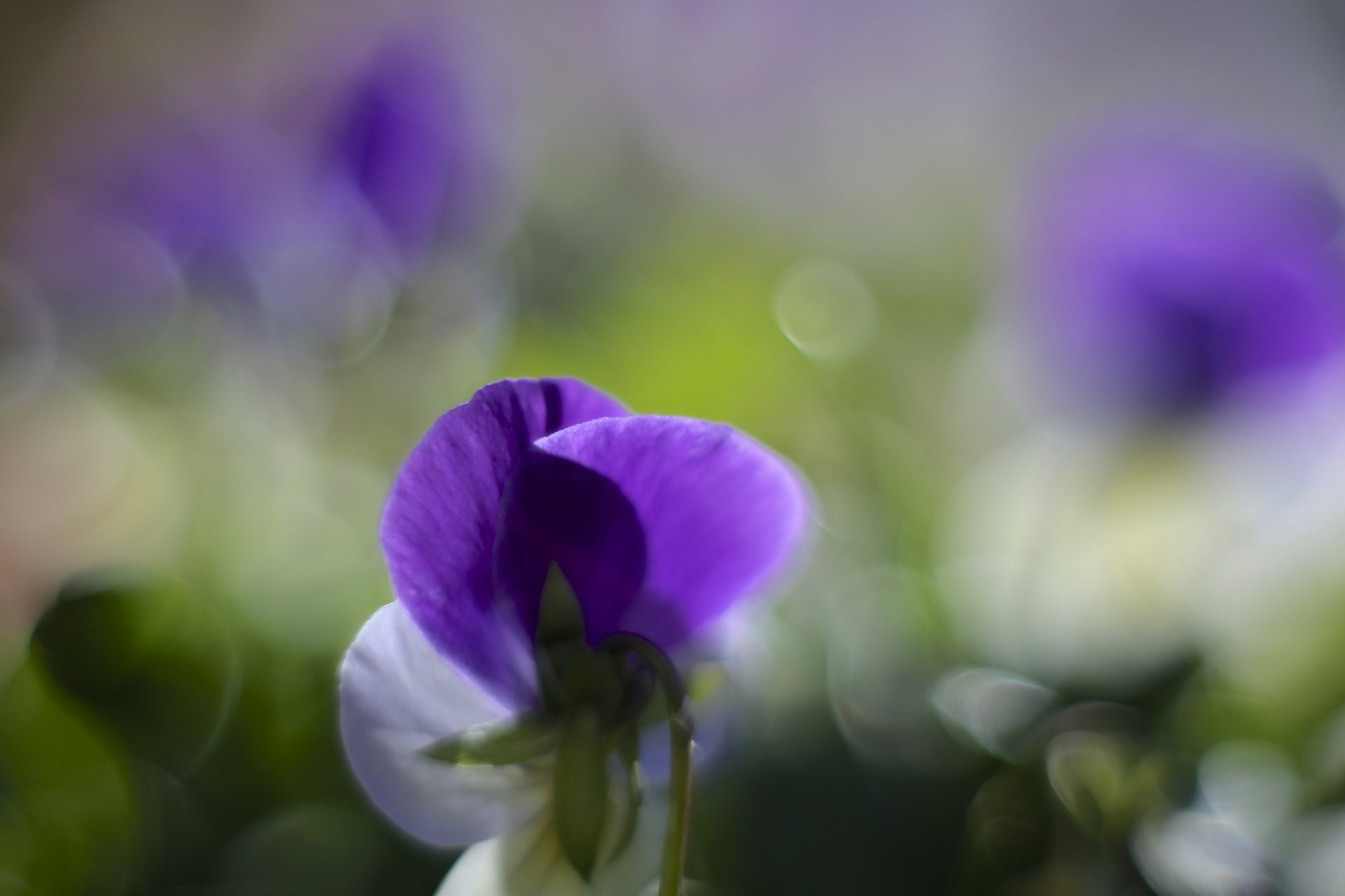 pansy violet purple white petals flower close up blur reflection