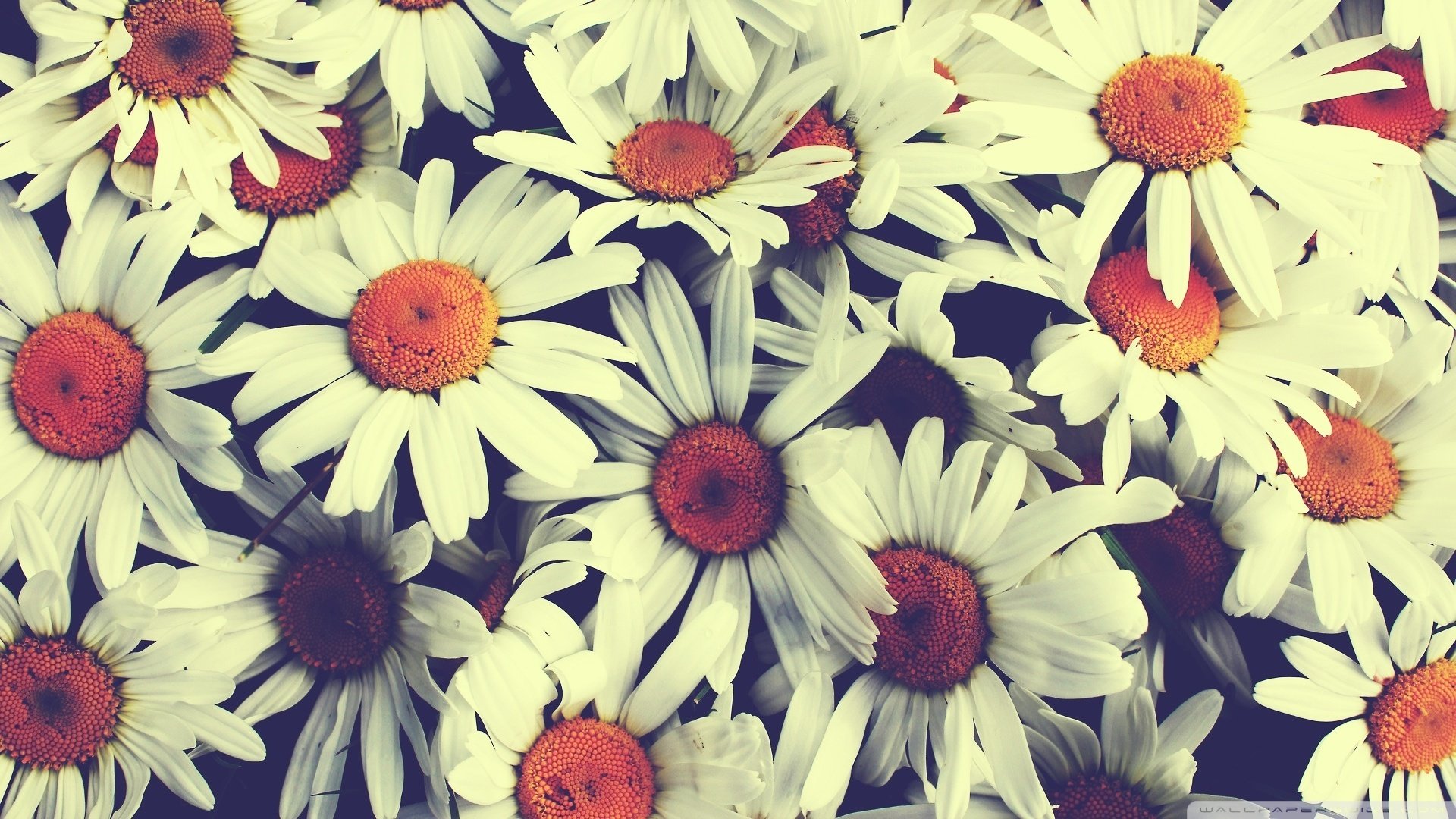 pretty flowers chamomile bouquet vintage