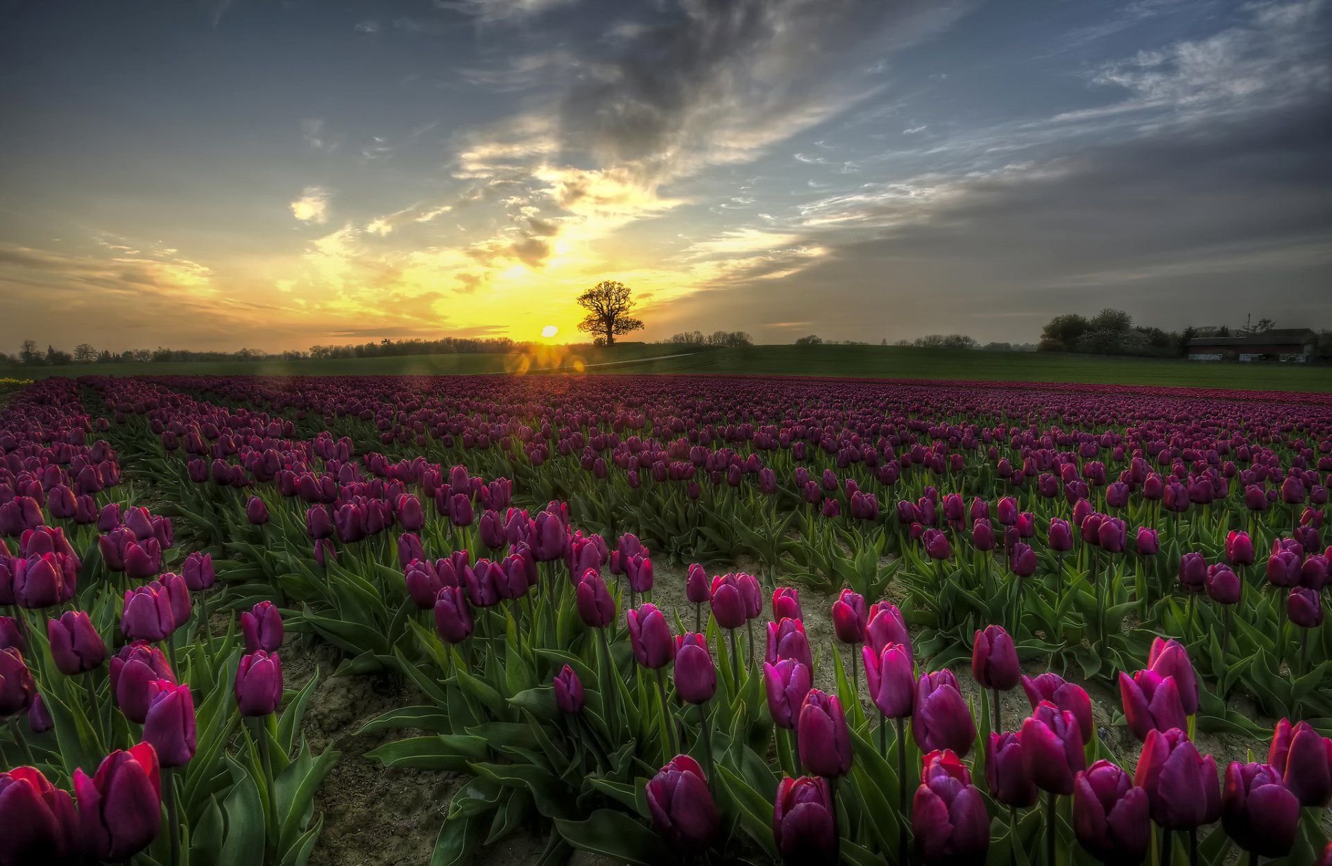 tulips flower the field denmark sunset