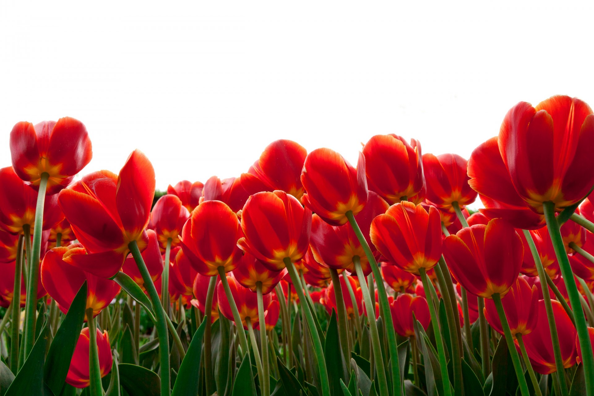 flower tulips red