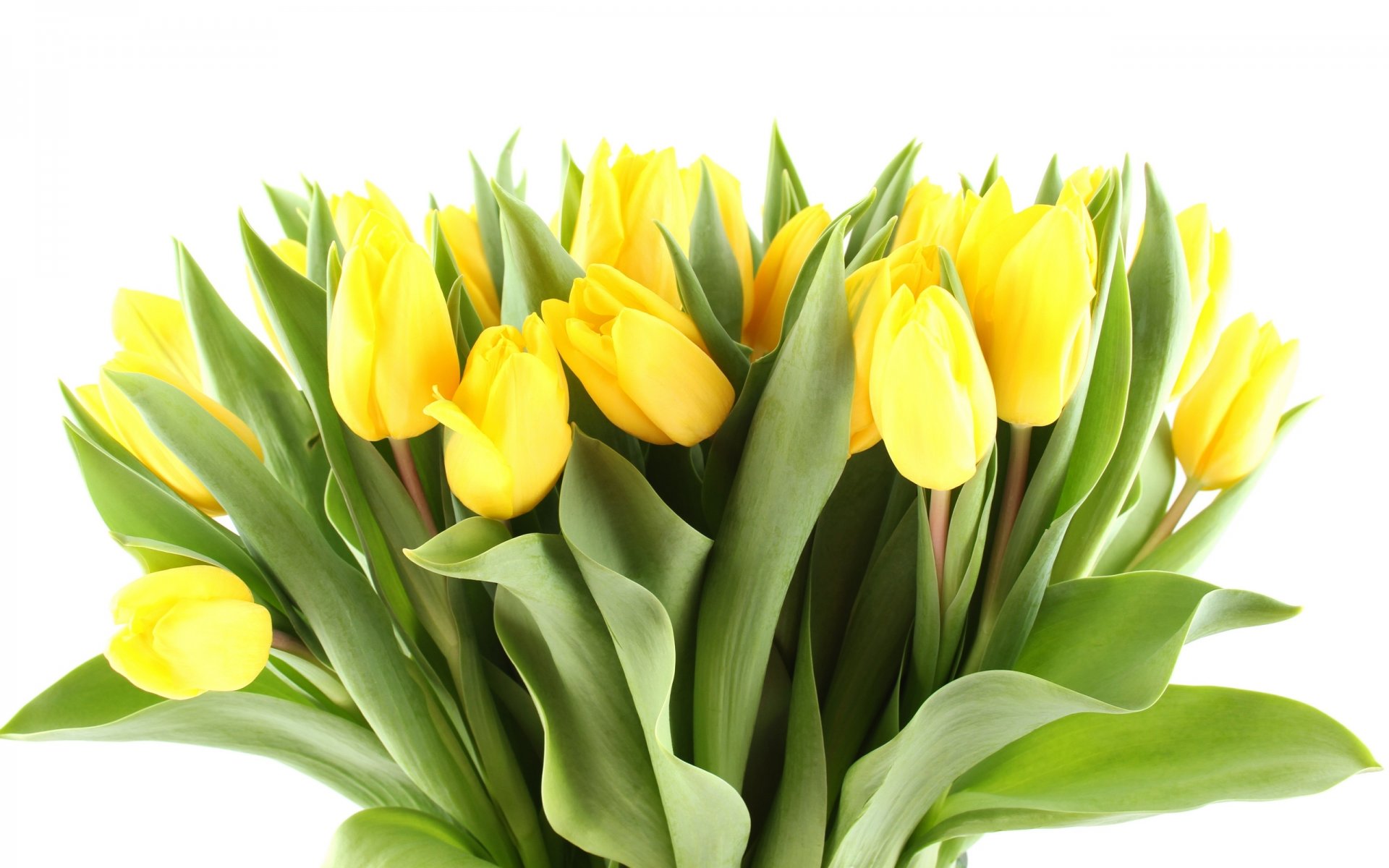 tulips flowers bouquet bright yellow petals beauty flower light leave