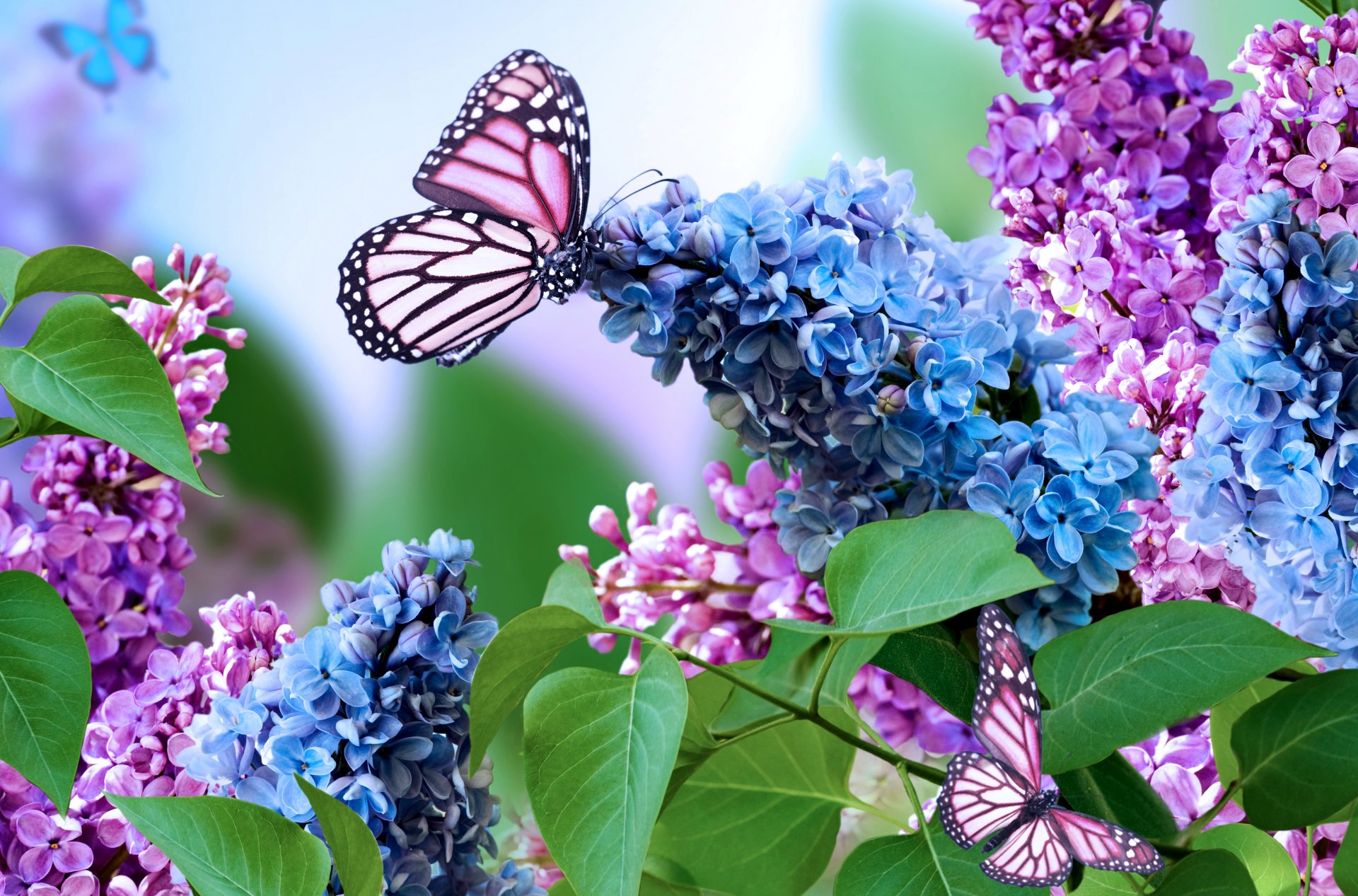 lilac spring inflorescence collage butterfly nature