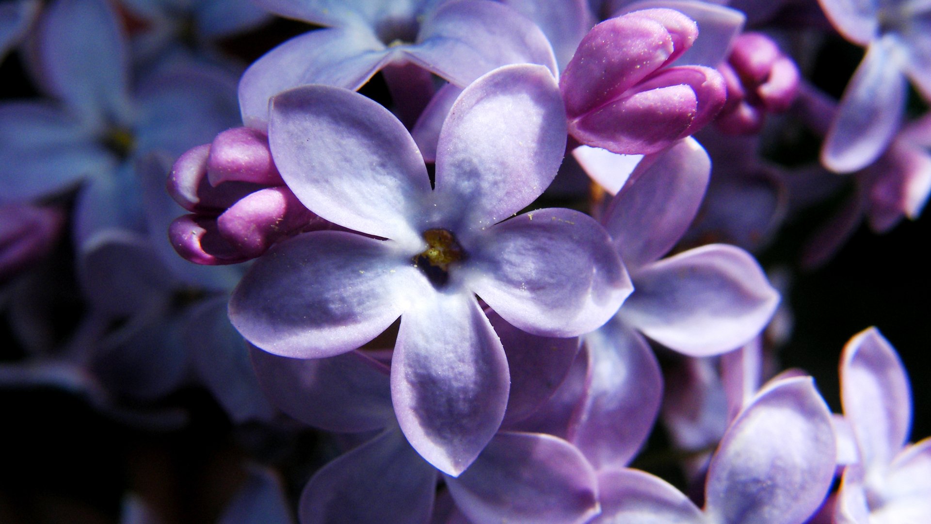 lilac five lepistkov flower