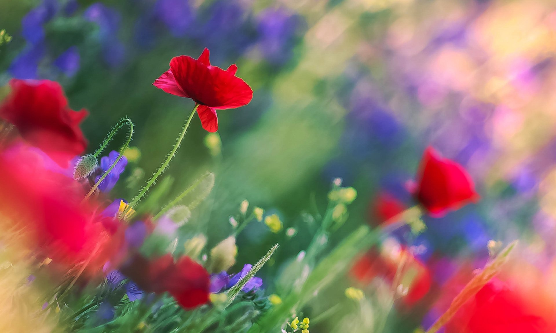 poppies flower red blue field stems leaves the field bokeh reflections blur