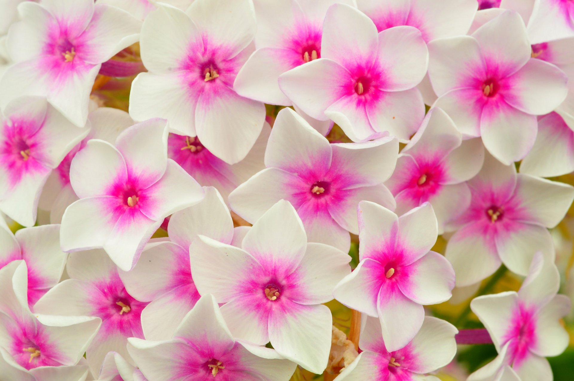 close up petals carpet bed phlox