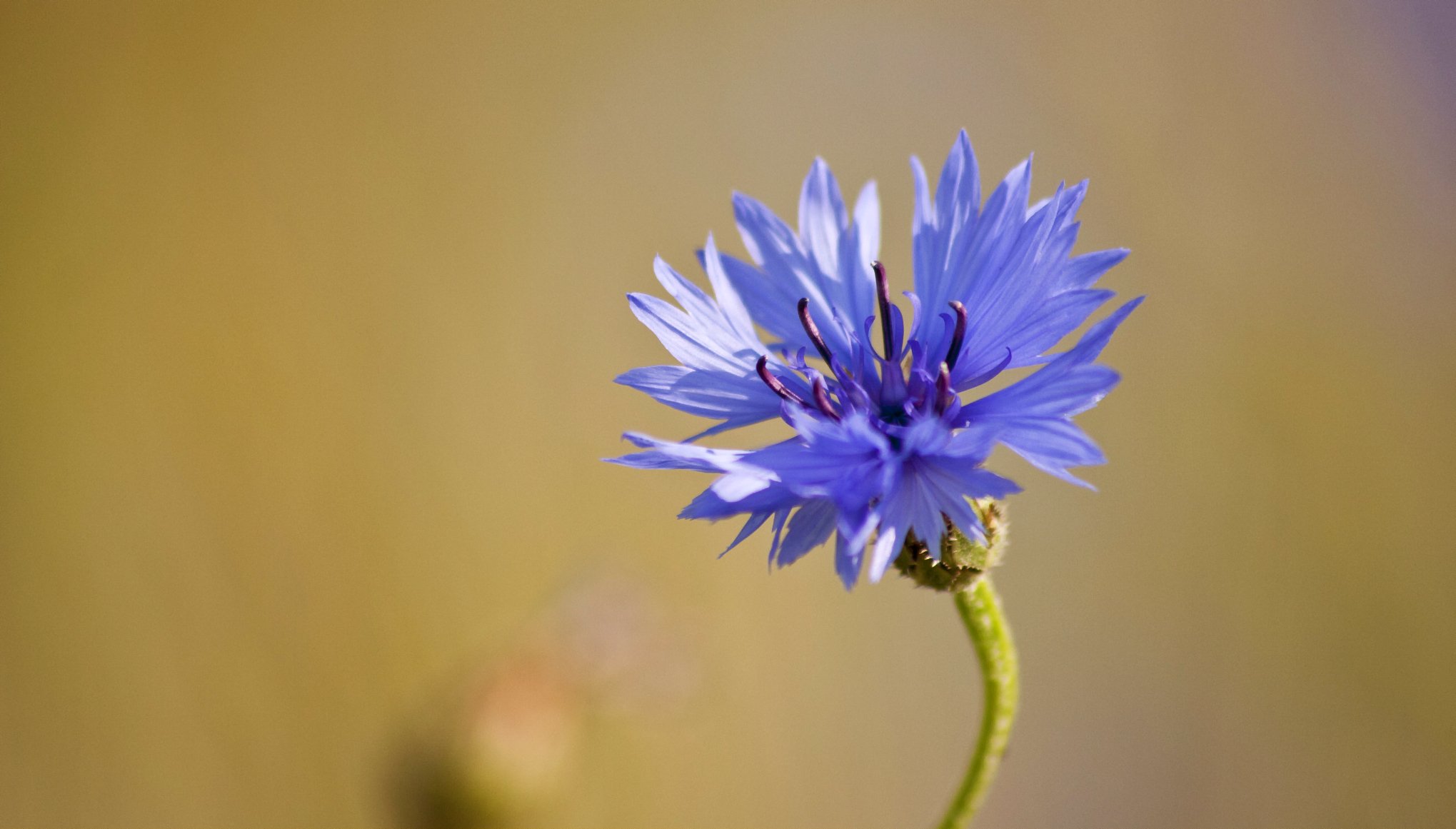 blue field flower close up