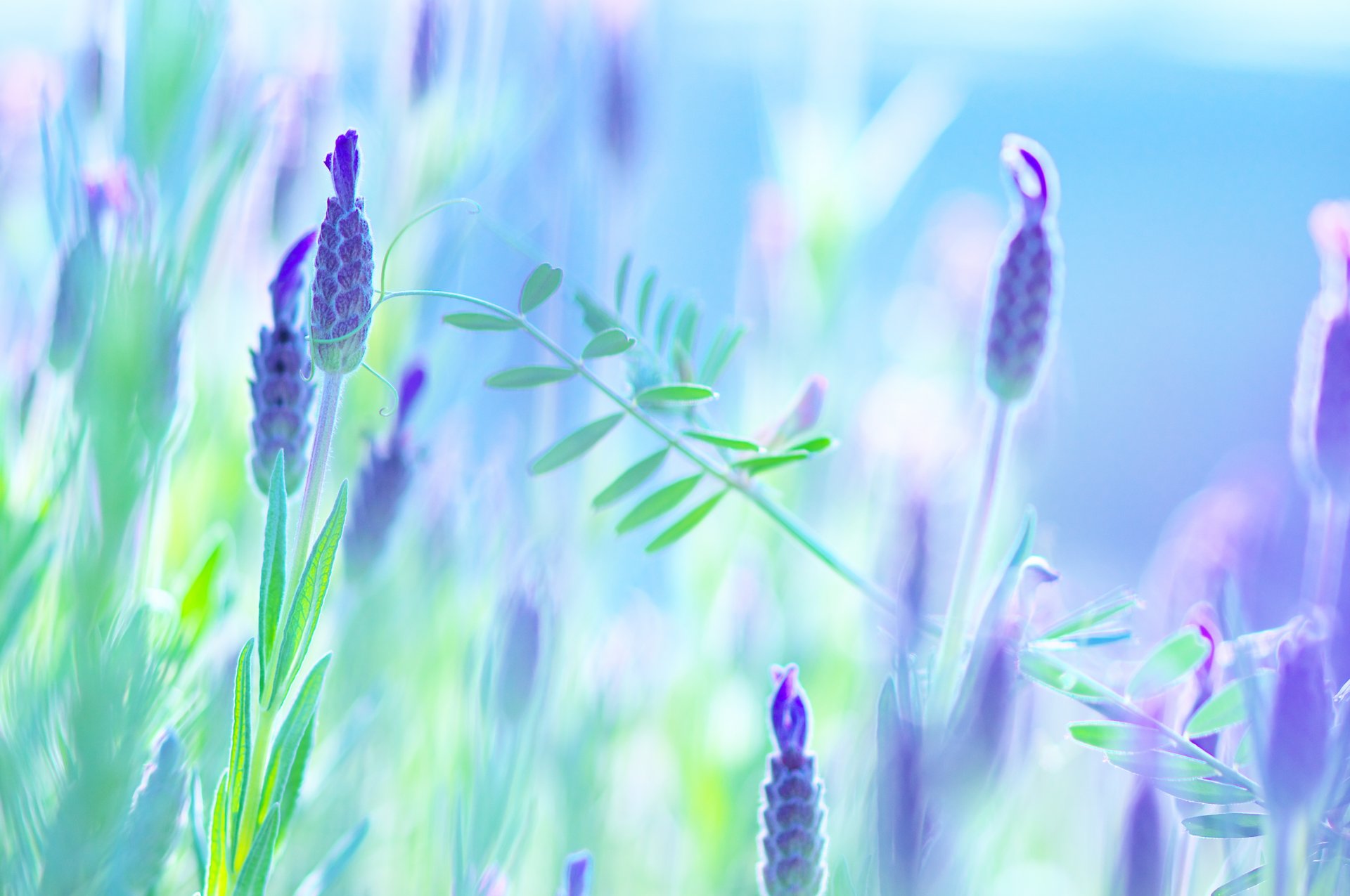 flower bud purple petals green close up mood summer nature