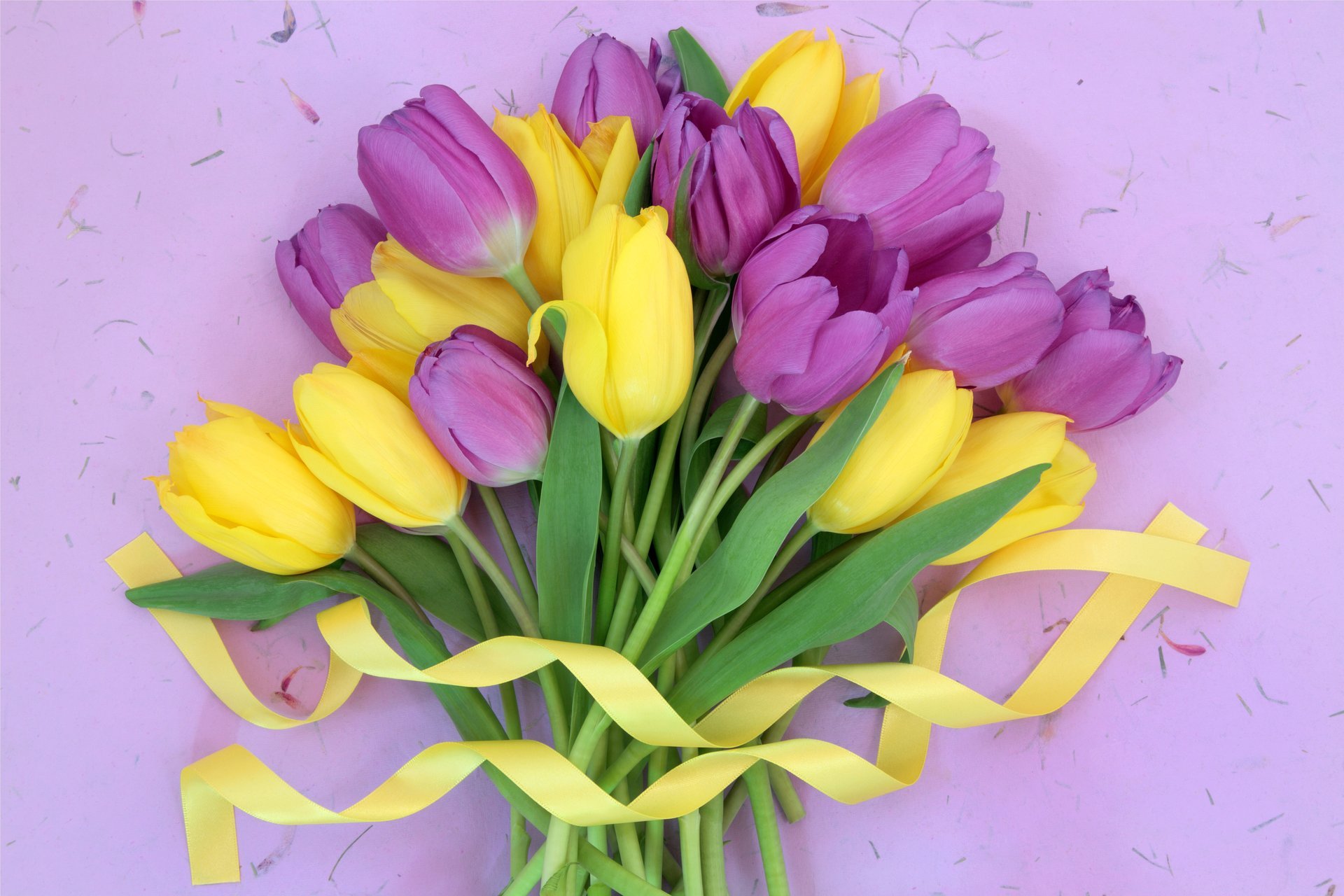 tulips fresh flowers purple yellow bouquet ribbon