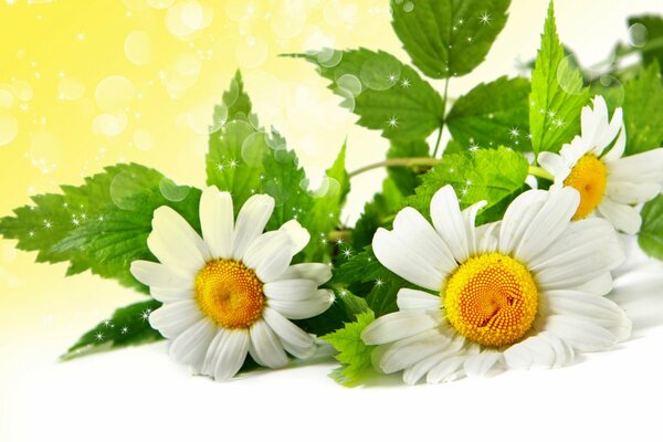 Field daisies on a background with highlights