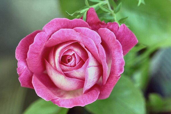 Rosebud macro shooting