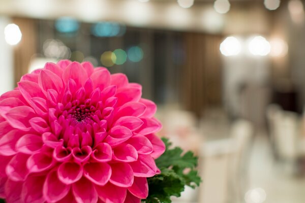 The beauty and juiciness of the alovo dahlia