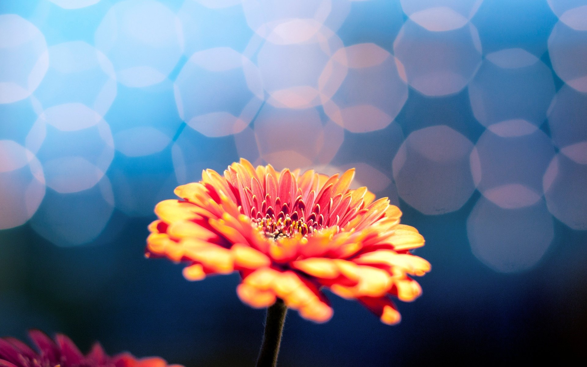 flowers flower flower blur bokeh background wallpaper widescreen fullscreen widescreen