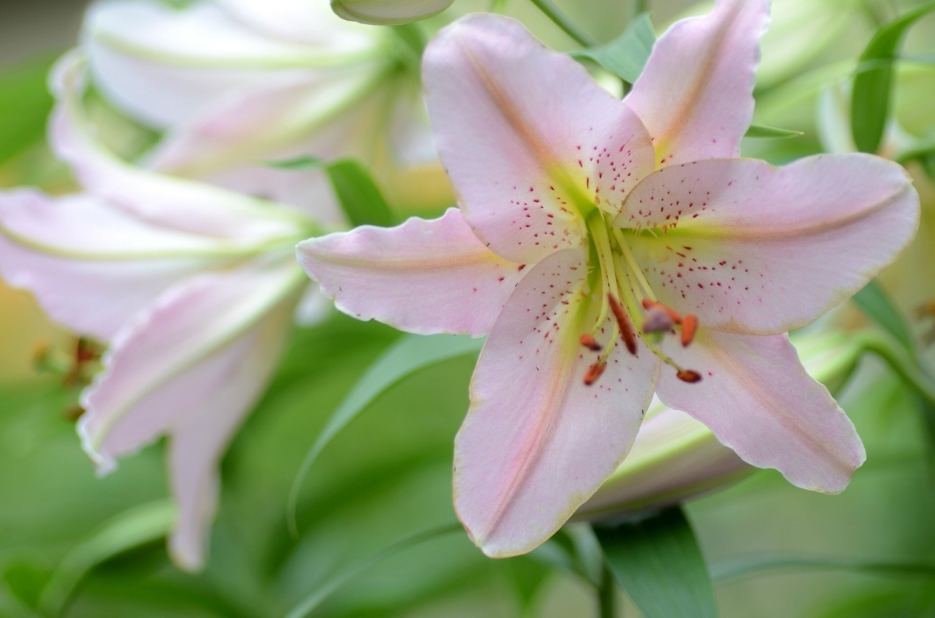 lilies petals close up