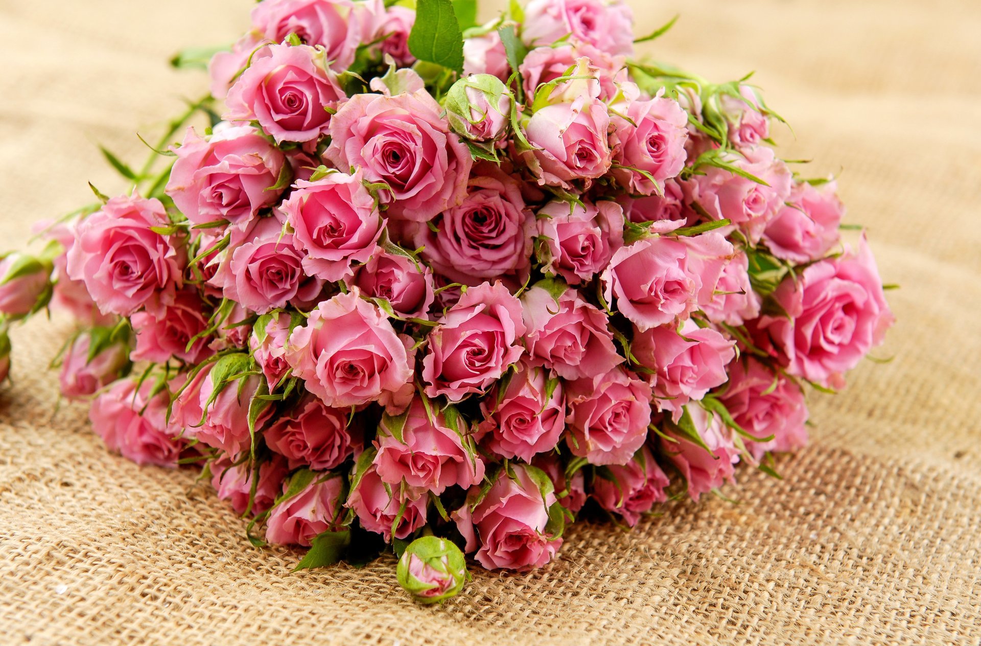 roses flower pink bouquet leaves buds petal