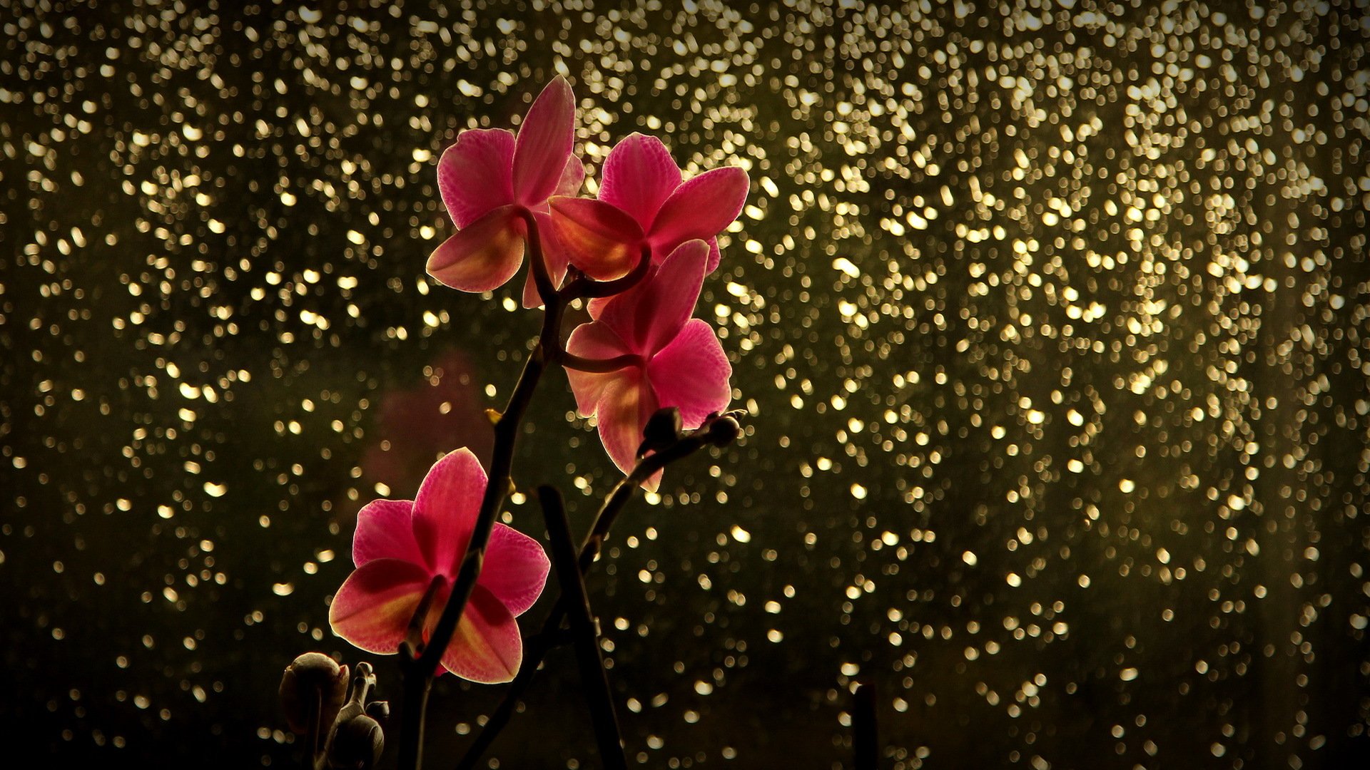 branch flower orchid red reflection