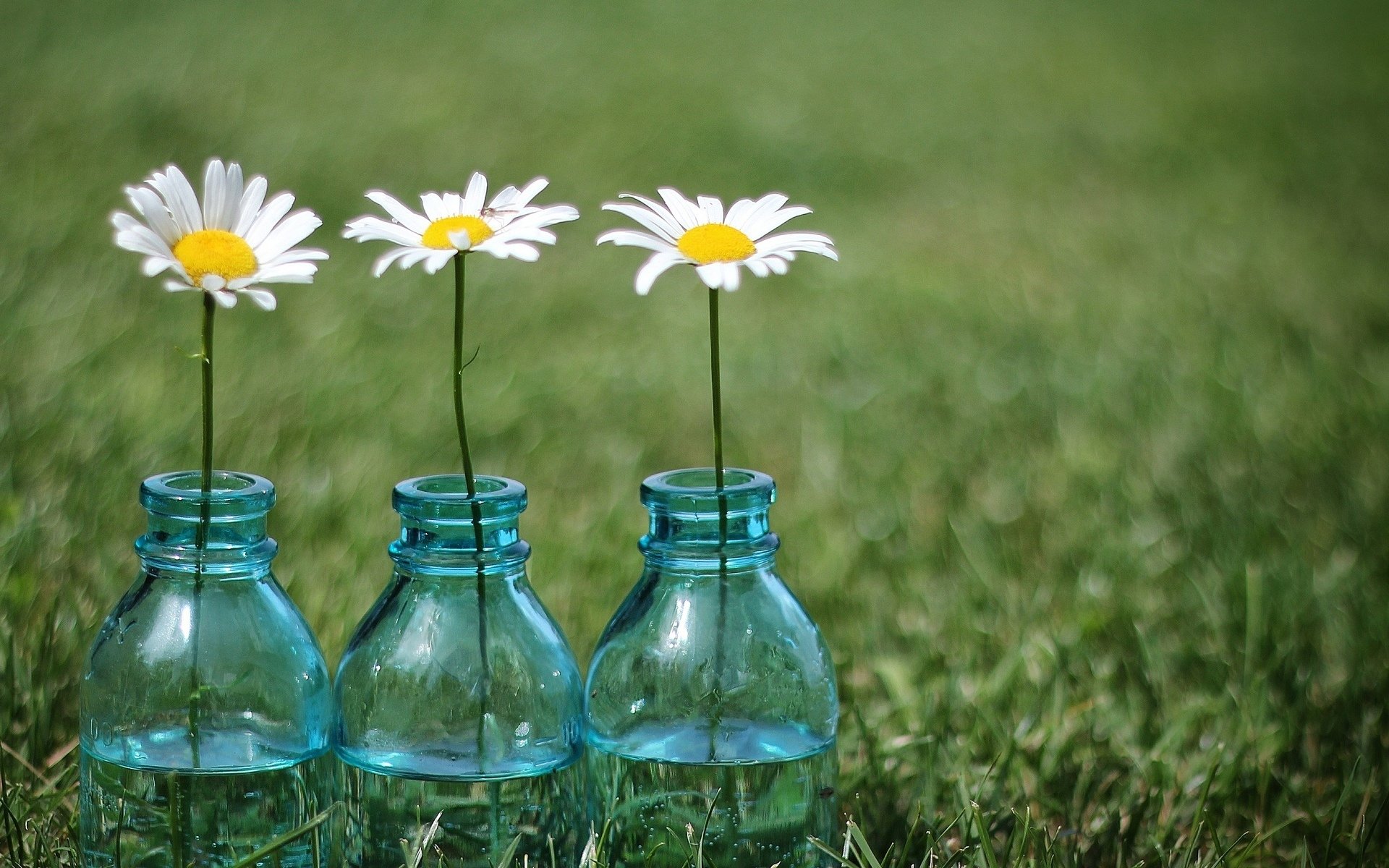 flowers flowers flower chamomile daisies jars vase grass greenery meadow background wallpaper widescreen fullscreen widescreen widescreen