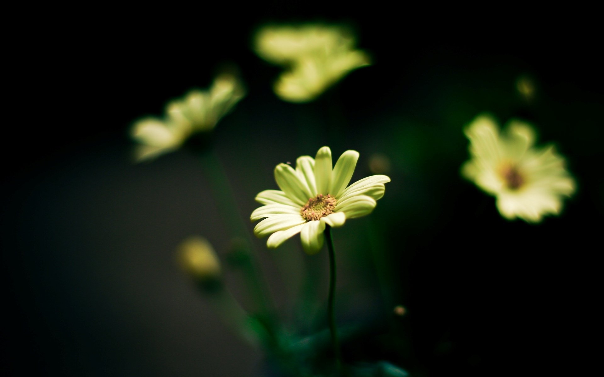 flowers flowers yellow flower green blur background wallpaper widescreen fullscreen widescreen widescreen