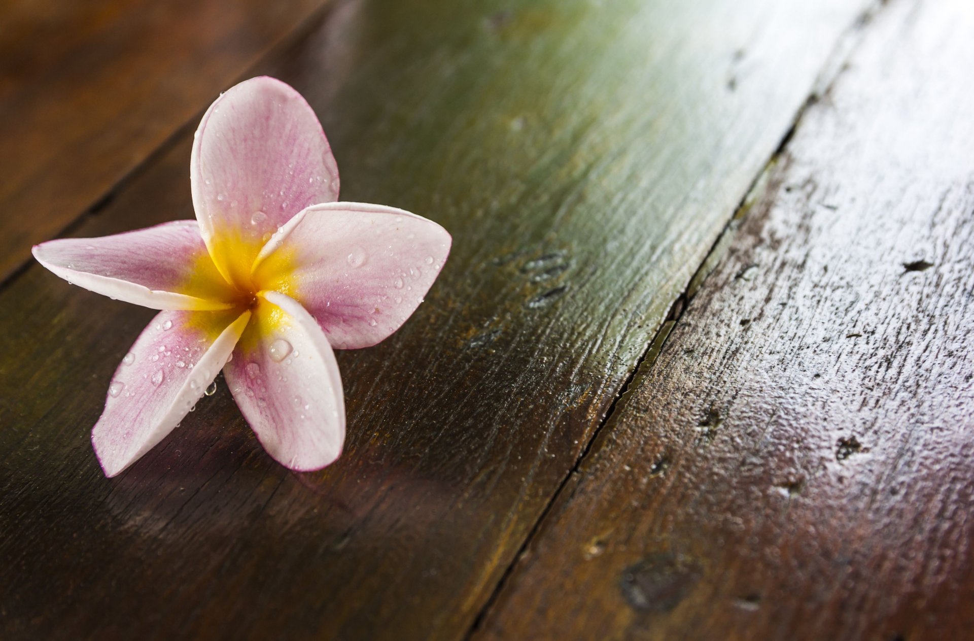 flowers flower frangipani plumeria purple background wallpaper widescreen fullscreen widescreen widescreen