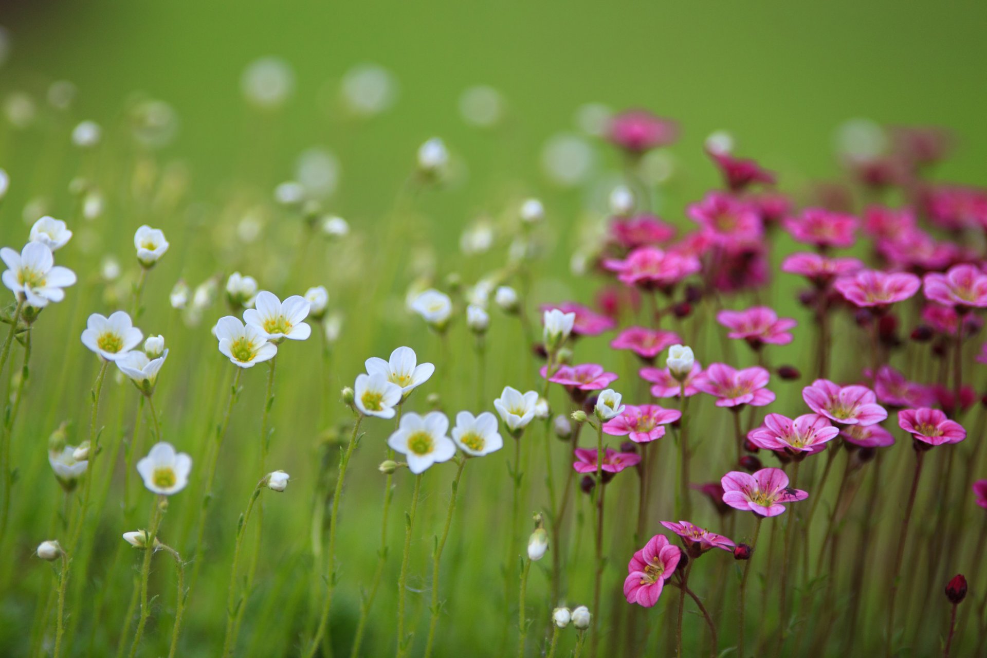 the field flower white pink blur