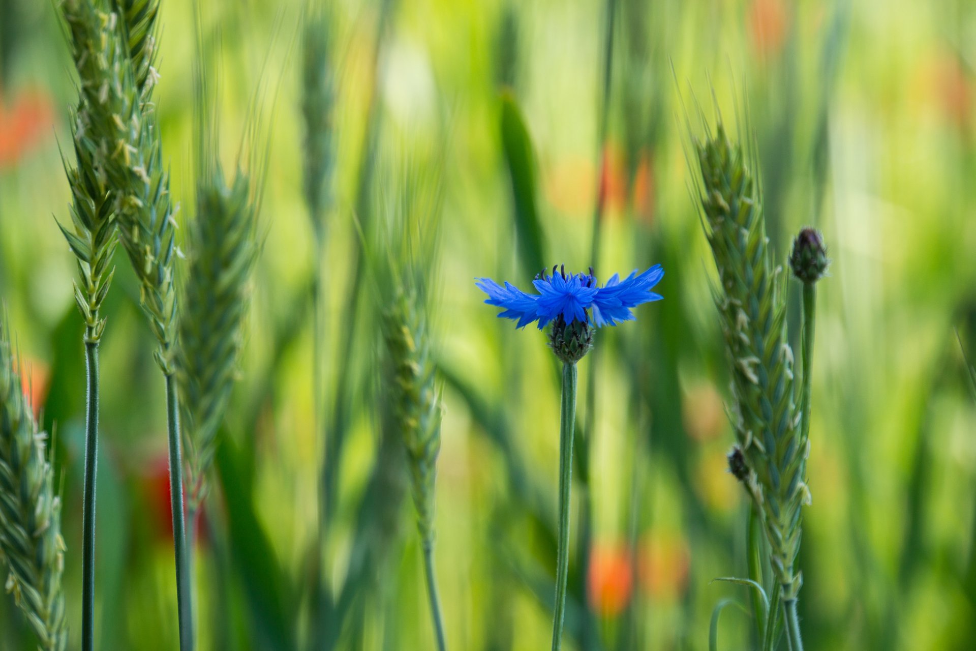 voloshka blue flower the field close up blur