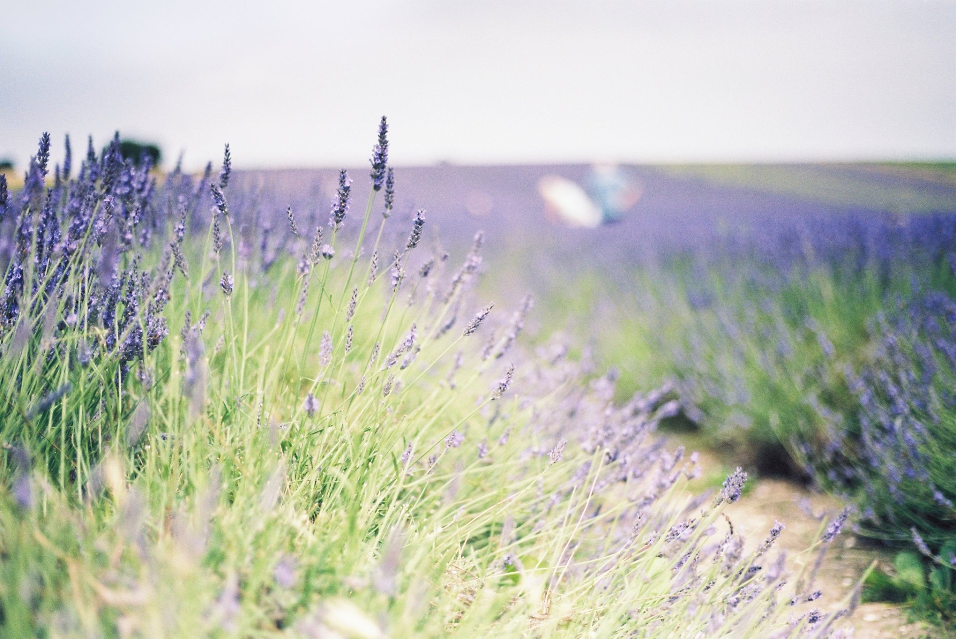 flower flowers lavender the field plant green background wallpaper widescreen full screen hd wallpapers fullscreen