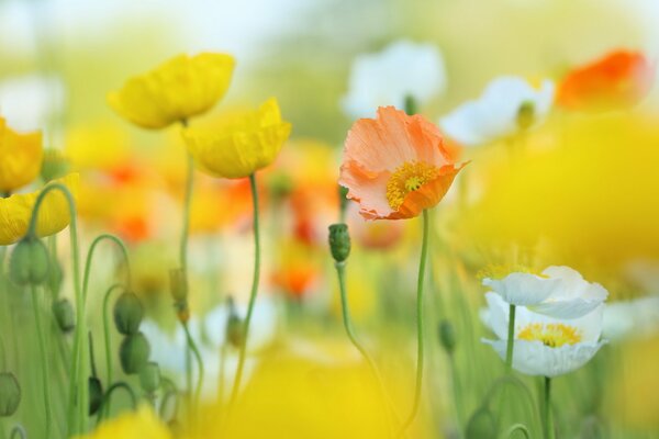 Natural background yellow poppies