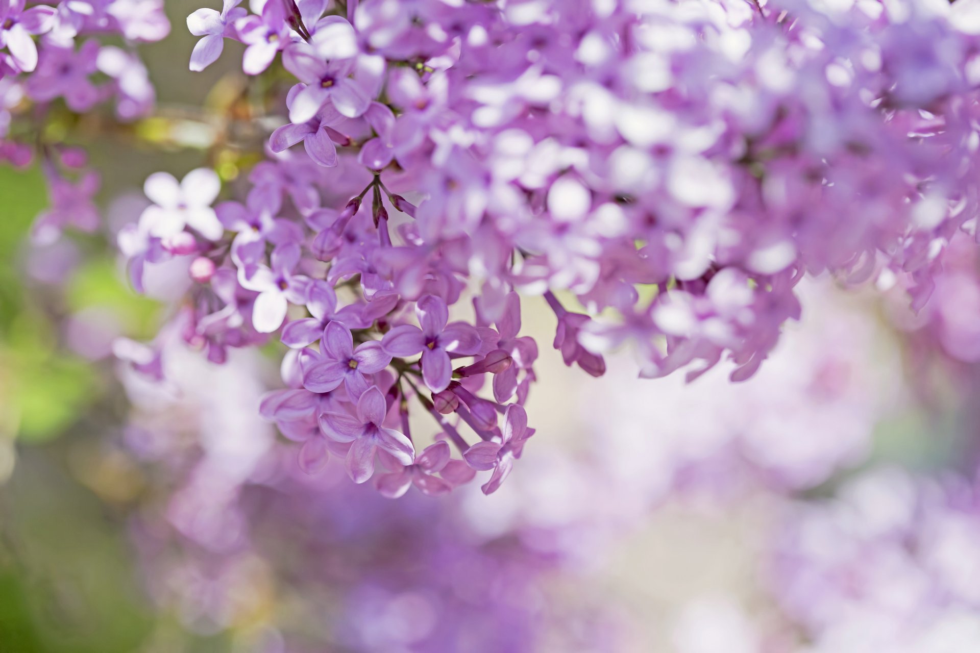 lilac pink petals flower branches close up blur