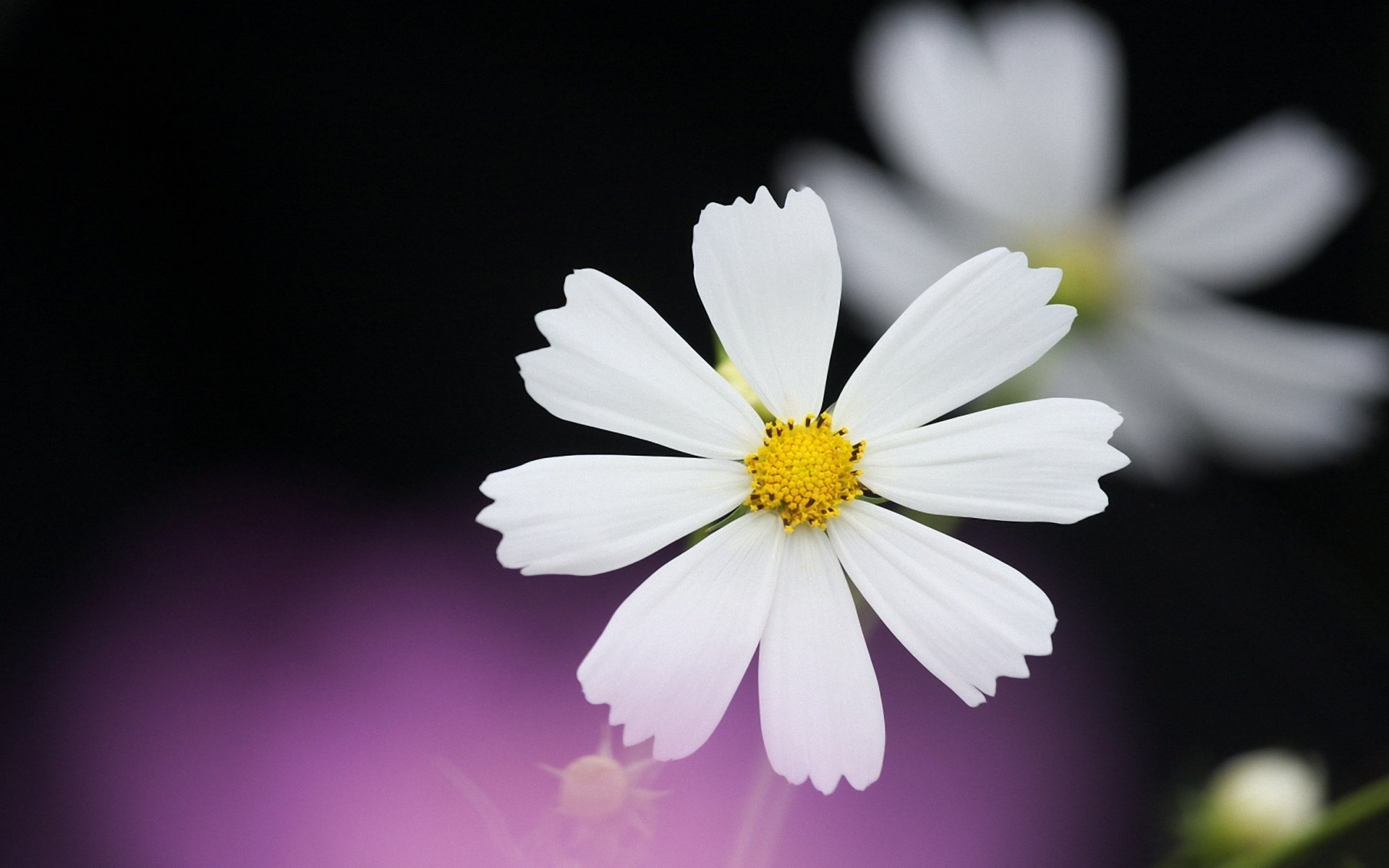 kosmeya white petals black purple background