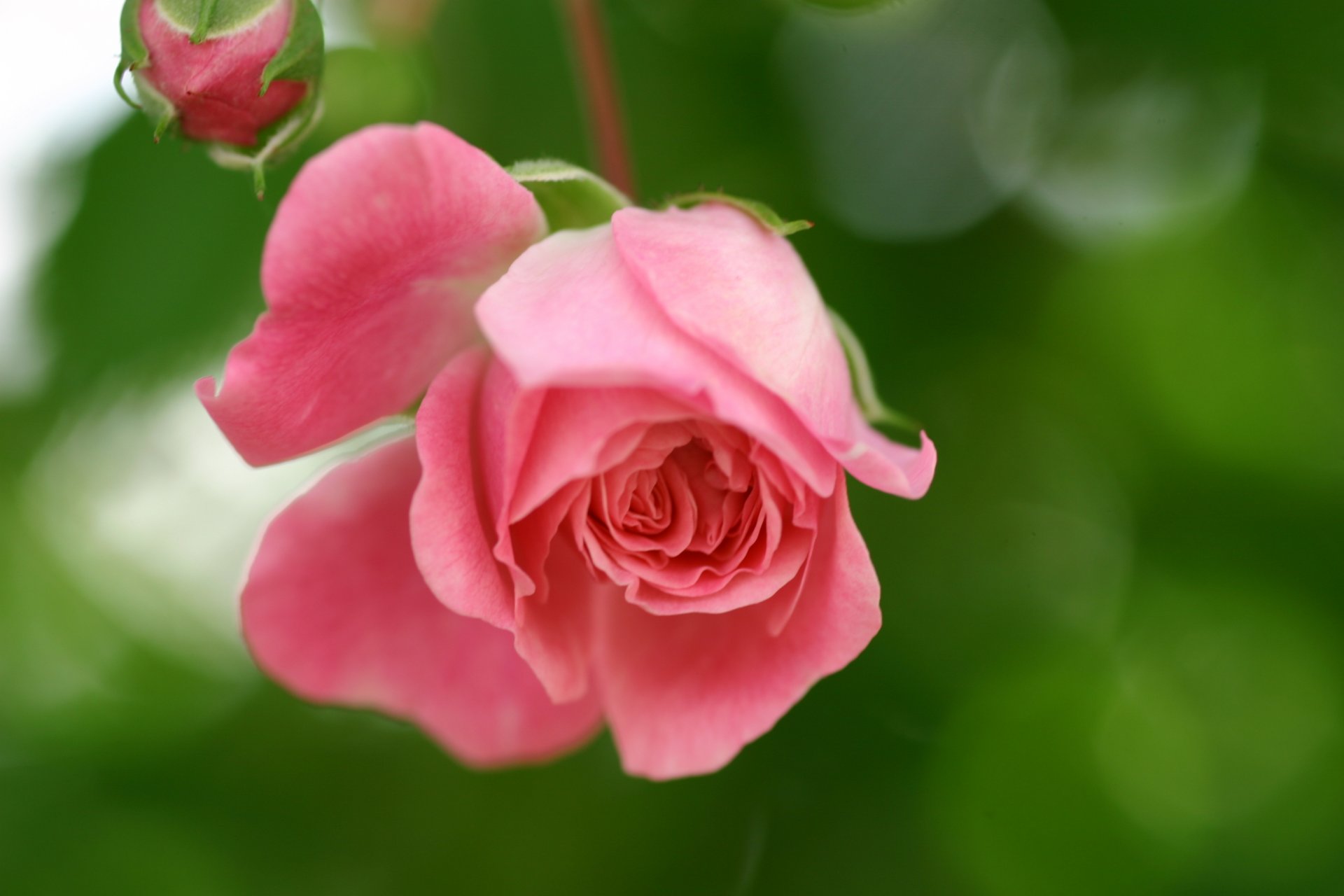 rose pink flower petals bud green nature reflections blur close up