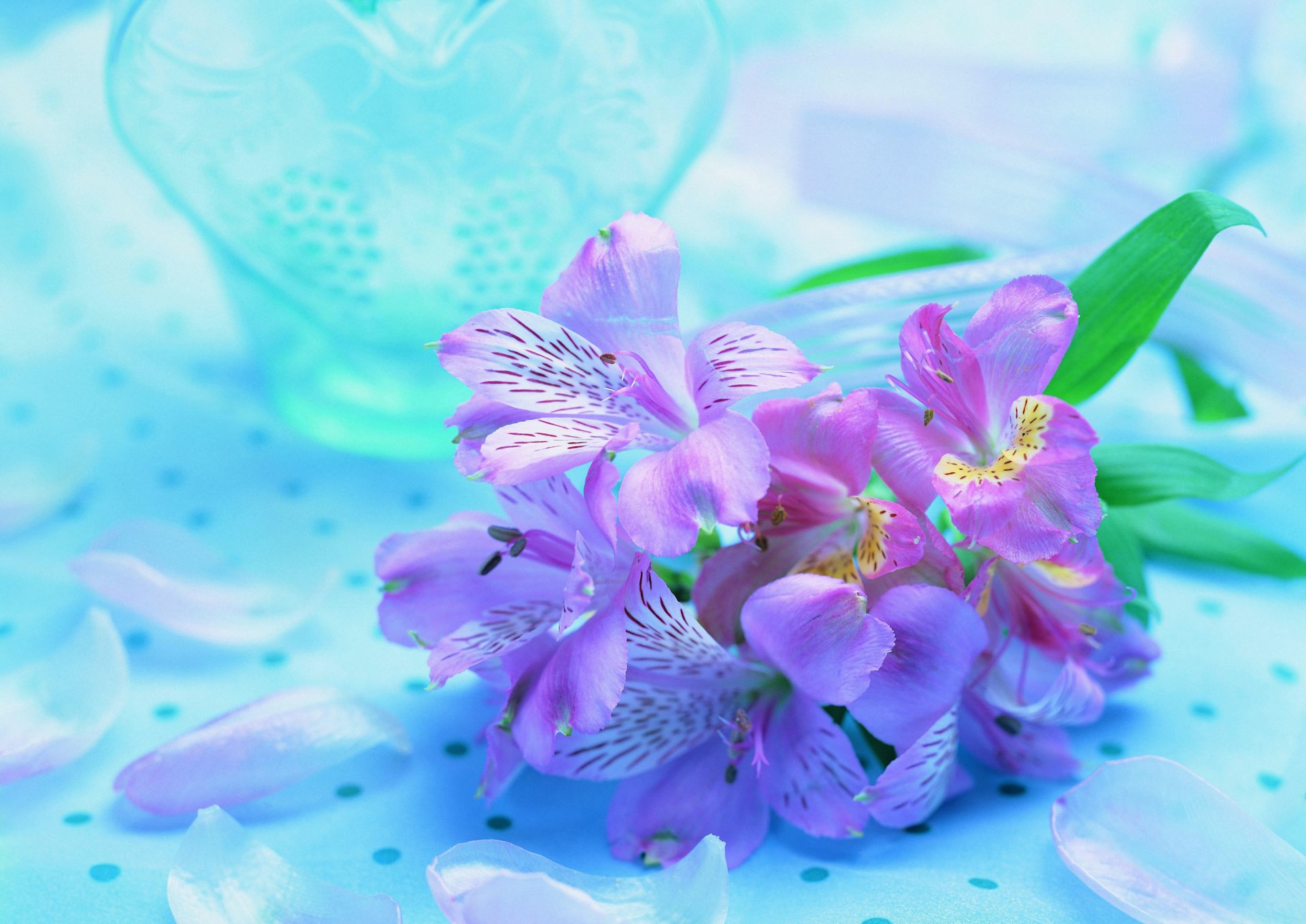 flower purple lilac blue background orchid