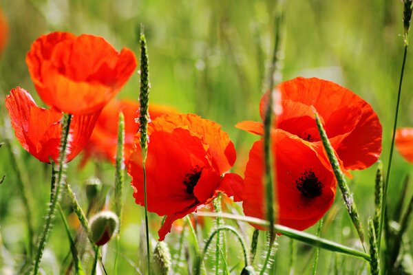 Poppy field on a sunny day