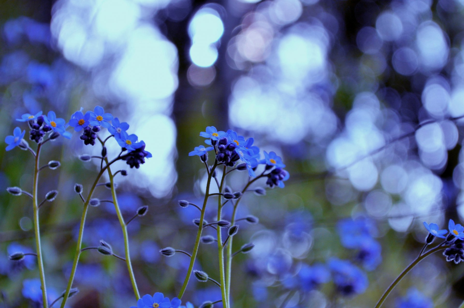 me-nots flower plants grass light flowers blue reflections blur close up nature