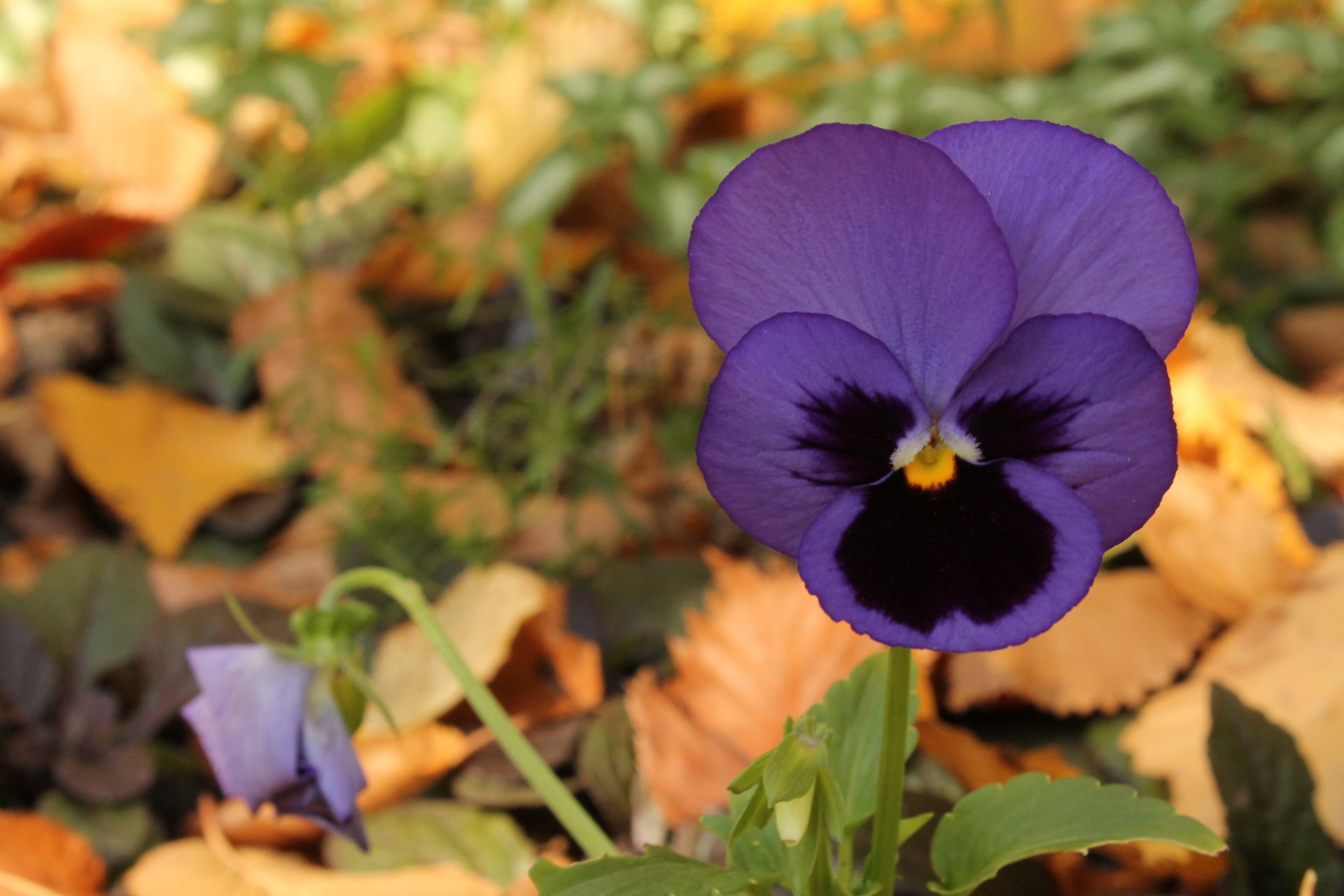 violet purple flower autumn