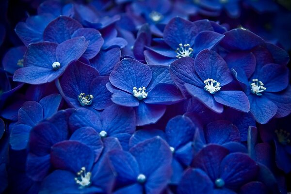 Juicy blue from huge flowers