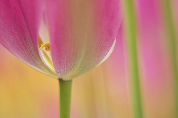 Macro photo of a tulip flower