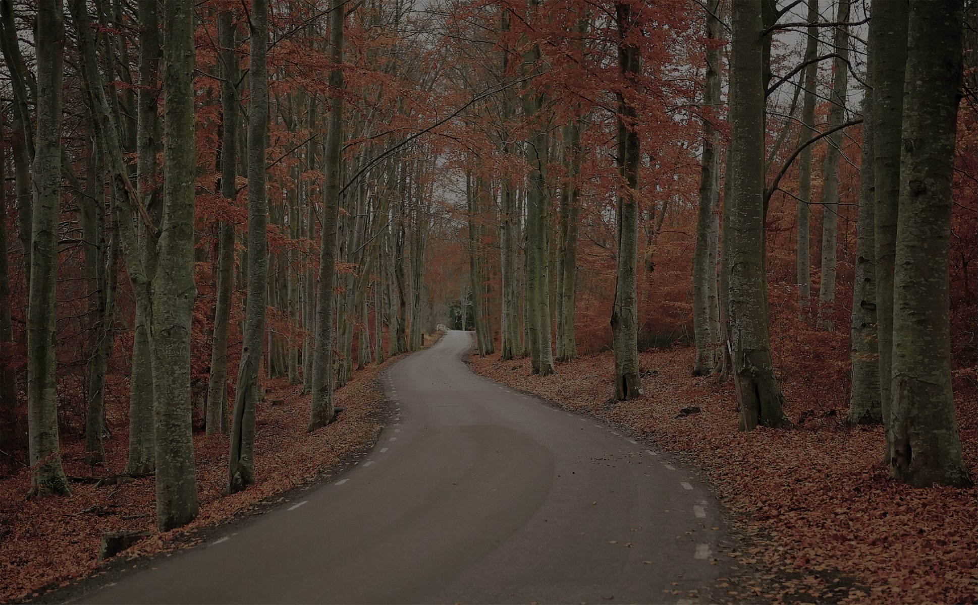 weden nature autumn forest tree road foliage gloomy day robert gustavsson photography