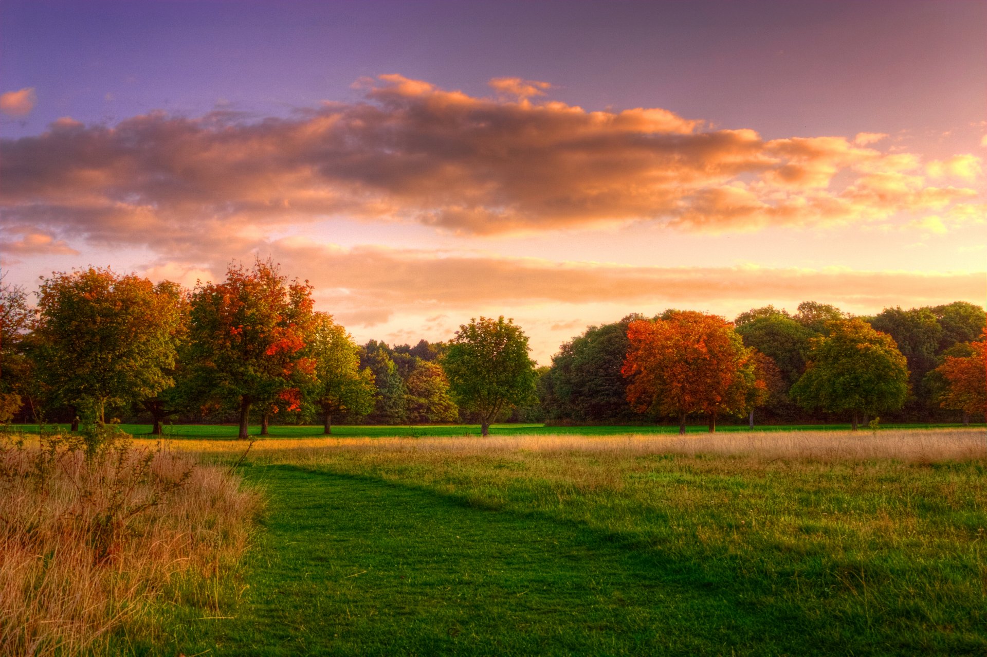 nature the field grass forest tree sunrise sky cloud
