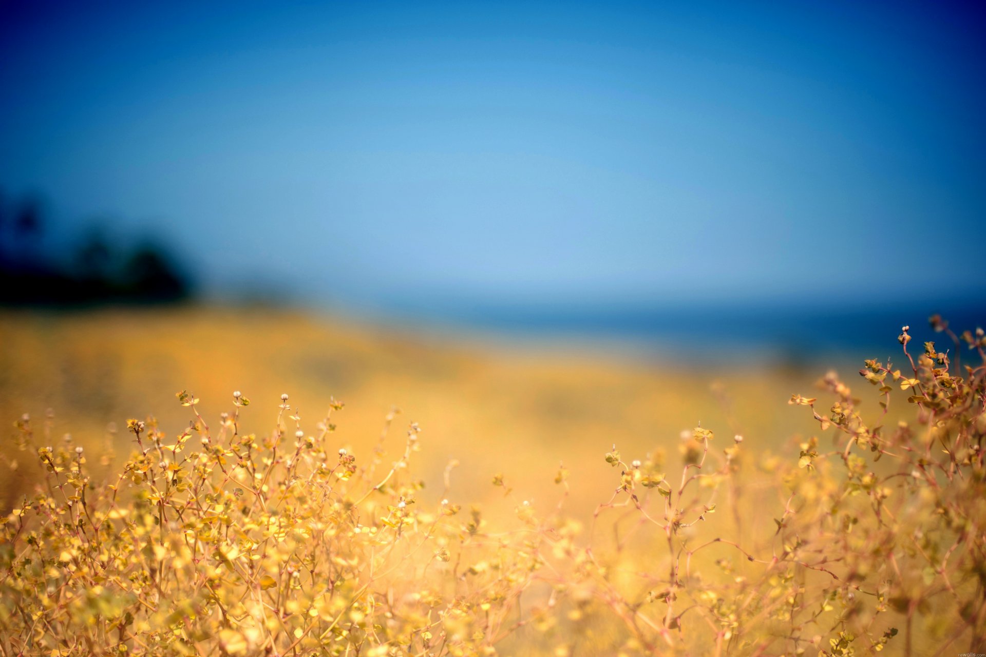 ky nature the field plant