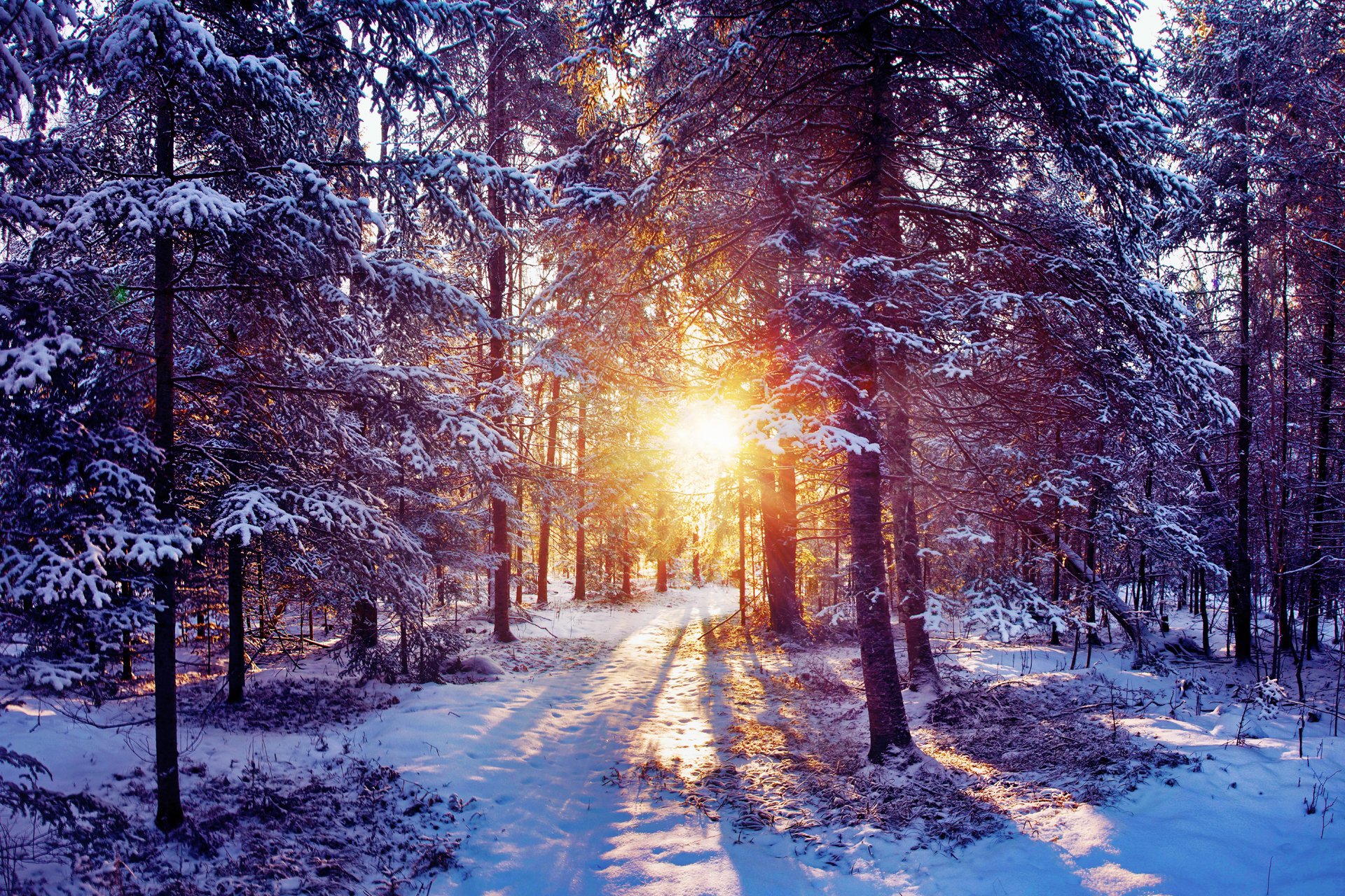 nature winter forest light rays sun snow