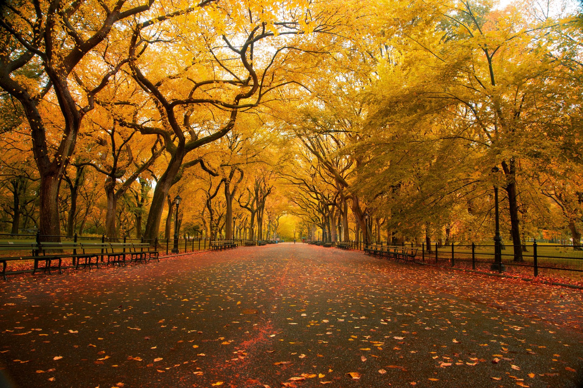 nature autumn park