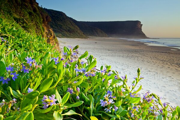 SEA BEACH WITH SMALL VIOLET FLOWERS